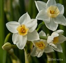 Narcissus tazetta flower2.jpg